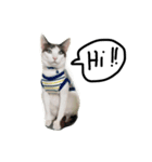 Mee-Tung The silly cat（個別スタンプ：1）