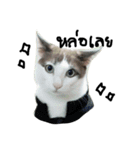 Mee-Tung The silly cat（個別スタンプ：2）