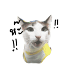 Mee-Tung The silly cat（個別スタンプ：3）