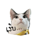 Mee-Tung The silly cat（個別スタンプ：4）