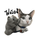 Mee-Tung The silly cat（個別スタンプ：5）