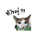 Mee-Tung The silly cat（個別スタンプ：6）