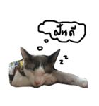 Mee-Tung The silly cat（個別スタンプ：7）
