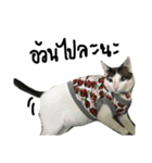 Mee-Tung The silly cat（個別スタンプ：8）