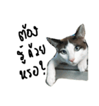 Mee-Tung The silly cat（個別スタンプ：9）
