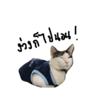 Mee-Tung The silly cat（個別スタンプ：10）
