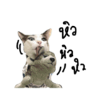Mee-Tung The silly cat（個別スタンプ：11）