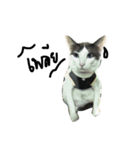 Mee-Tung The silly cat（個別スタンプ：12）