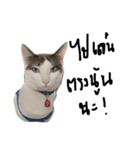 Mee-Tung The silly cat（個別スタンプ：14）