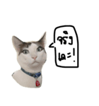 Mee-Tung The silly cat（個別スタンプ：15）