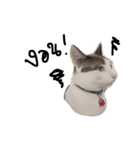 Mee-Tung The silly cat（個別スタンプ：16）