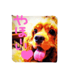 Lovely dogs ＆ Cat（個別スタンプ：1）