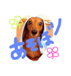 Lovely dogs ＆ Cat（個別スタンプ：2）