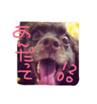 Lovely dogs ＆ Cat（個別スタンプ：3）