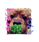 Lovely dogs ＆ Cat（個別スタンプ：4）