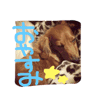 Lovely dogs ＆ Cat（個別スタンプ：5）
