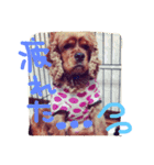 Lovely dogs ＆ Cat（個別スタンプ：6）