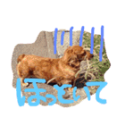 Lovely dogs ＆ Cat（個別スタンプ：11）