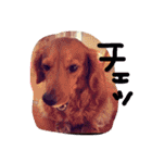 Lovely dogs ＆ Cat（個別スタンプ：12）