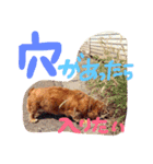 Lovely dogs ＆ Cat（個別スタンプ：13）