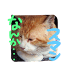 Lovely dogs ＆ Cat（個別スタンプ：14）
