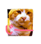 Lovely dogs ＆ Cat（個別スタンプ：15）