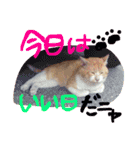 Lovely dogs ＆ Cat（個別スタンプ：16）
