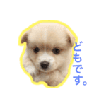 ペルちゃんのスタンプ（個別スタンプ：1）