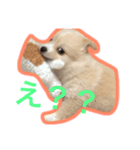 ペルちゃんのスタンプ（個別スタンプ：3）