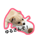 ペルちゃんのスタンプ（個別スタンプ：4）