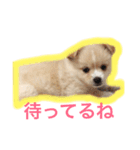 ペルちゃんのスタンプ（個別スタンプ：5）