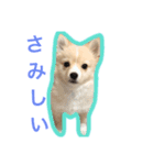 ペルちゃんのスタンプ（個別スタンプ：6）