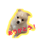 ペルちゃんのスタンプ（個別スタンプ：7）