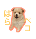 ペルちゃんのスタンプ（個別スタンプ：9）