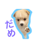 ペルちゃんのスタンプ（個別スタンプ：10）