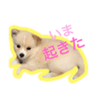 ペルちゃんのスタンプ（個別スタンプ：11）