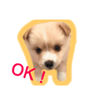 ペルちゃんのスタンプ（個別スタンプ：12）