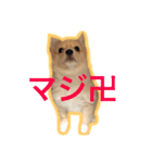 ペルちゃんのスタンプ（個別スタンプ：14）