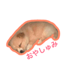 ペルちゃんのスタンプ（個別スタンプ：15）