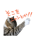 猫の寅次郎くん。vol.2（個別スタンプ：10）