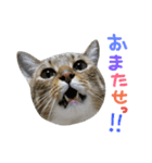 猫の寅次郎くん。vol.2（個別スタンプ：13）