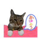 猫の寅次郎くん。vol.2（個別スタンプ：21）