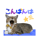 猫の寅次郎くん。vol.2（個別スタンプ：23）