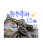 猫の寅次郎くん。vol.2（個別スタンプ：24）