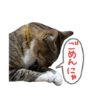 猫の寅次郎くん。vol.2（個別スタンプ：26）