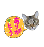 猫の寅次郎くん。vol.2（個別スタンプ：29）