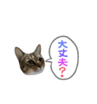 猫の寅次郎くん。vol.2（個別スタンプ：36）