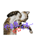 猫の寅次郎くん。vol.2（個別スタンプ：38）