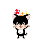 くろチワワのまめちゃんスタンプ♪（個別スタンプ：1）