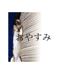 チワワのチクワさん（個別スタンプ：7）